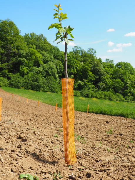 An apple tree sapling is planted in garden soil in the spring, in a hole. Tree planting season. Plowed fields on Fruska Gora, Serbia. An orange protective net supports the trunk and keeps out insects. stock photo