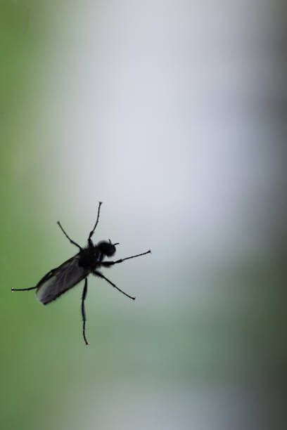 Black fly is on a window glass over blurred green background, macro photo with selective soft focus