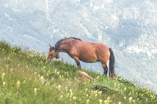 Mother mare with sleeping foal lying in the meadow in the pre-Alps of Bergamo Italy