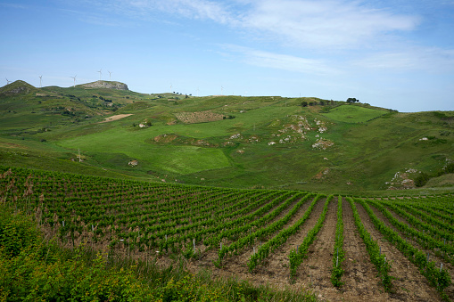 Rampinzeri (Tp) Italy, landscape of the hills with vineyard