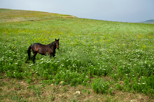 Sambuca di Sicilia (Ag)Italy, a grazing horses