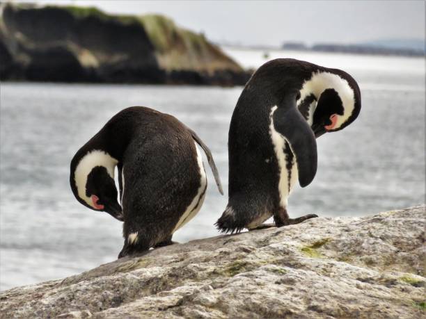 istock African Penguins at Boulders Beach 1516158288
