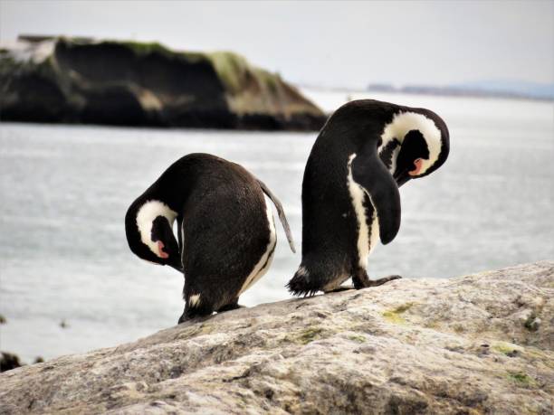 African Penguins at Boulders Beach