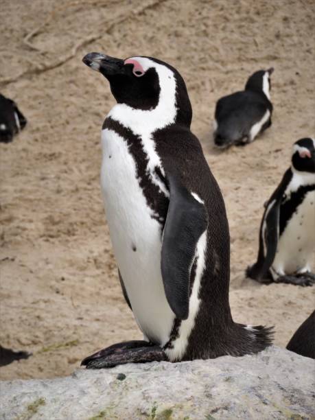istock African Penguins at Boulders Beach 1516158341