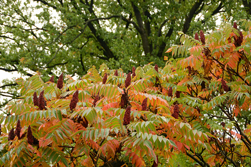 Autumn: Rhus glabra tree with panicles and oppositely paired leaflets,