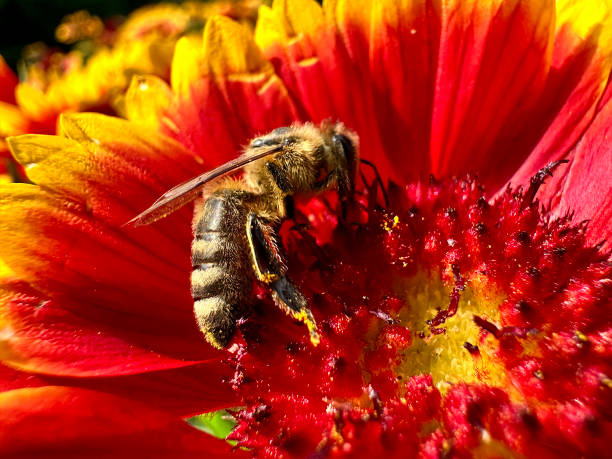 istock close-up of a blossom with a wasp 1516205304