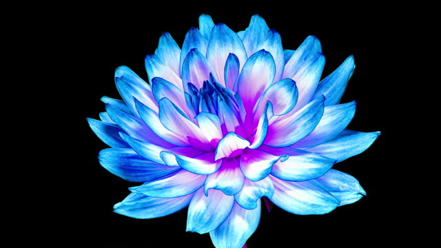 Blue Dahlia Flower Opens in Time Lapse on a Black Background. The Pink Plant Blooming and Wilting Fast. The Plant has Faded After the Bloom