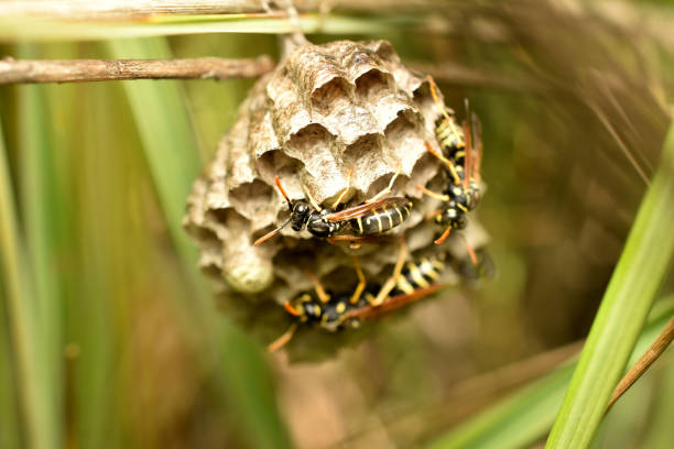 Wasps protect honeycombs, a wasp nest, with larvae in cells.
