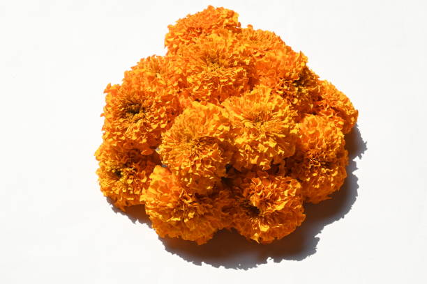 Marigold flower in white background. \nTagetes is a  annual or perennial mostly herbaceous plants in the family Asteraceae. They are among several groups of plants known in English as marigolds.