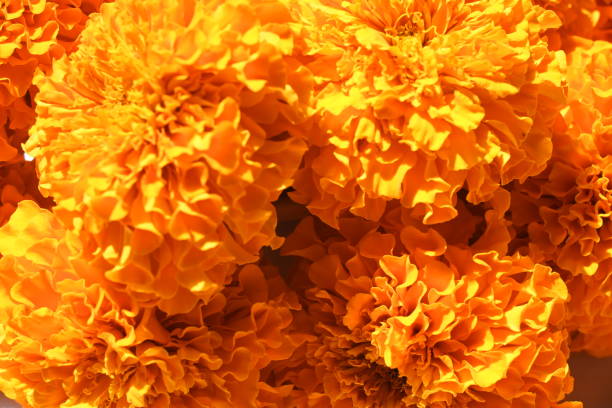 istock Marigold flower in white background. 1516227102