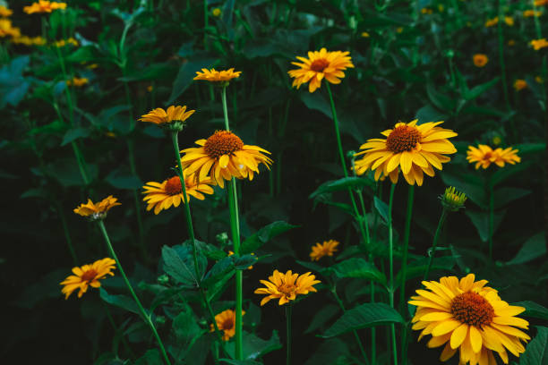 istock Tuscan Sun False Sunflower - Heliopsis helianthoides 1516227330