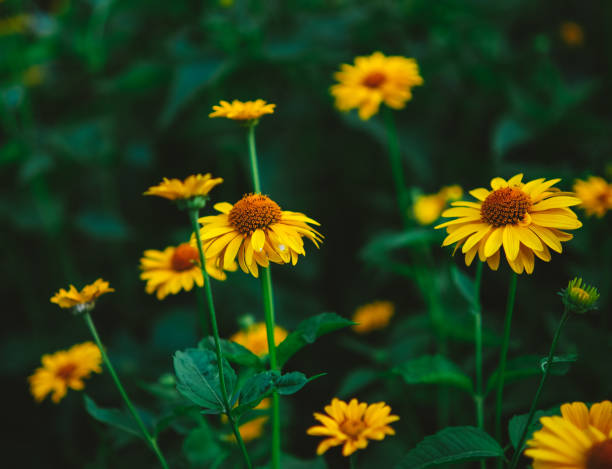 istock Tuscan Sun False Sunflower - Heliopsis helianthoides 1516227636