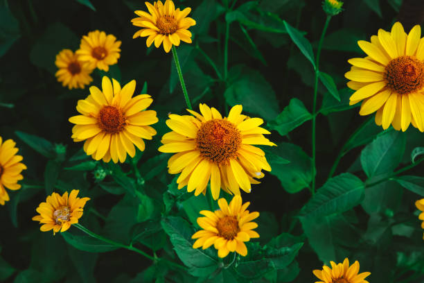 istock Tuscan Sun False Sunflower - Heliopsis helianthoides 1516227647