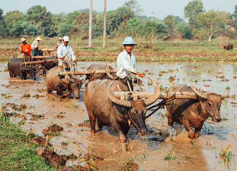 Pyay, Myanmar - March 1, 2010: Asian farmers with oxen are ploughing rice fields in the water.