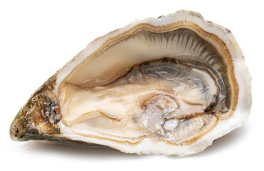 Opened raw oyster isolated on white background.