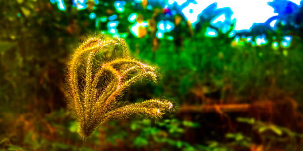 Setaria known as the foxtail is a widespread genus of plants in the grass family. The name is derived from the Latin word seta, meaning \
