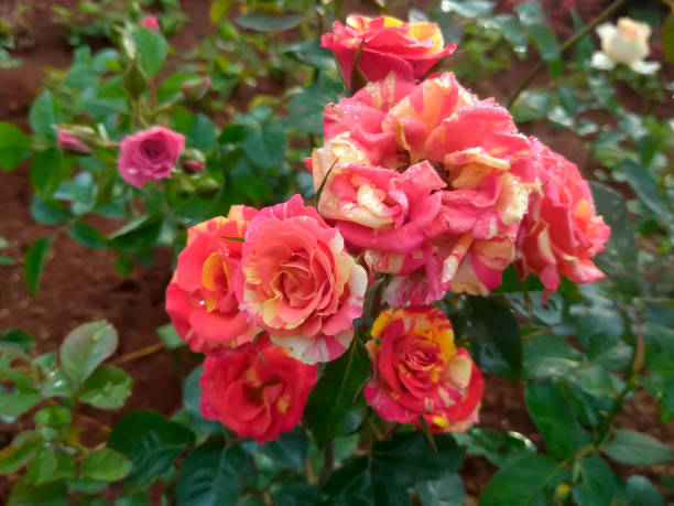 istock Close up selective focus orange and red rose flower blossom at summer 1516267328
