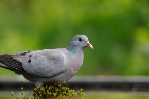 White pigeon walking on the background