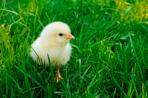 Fluffy newborn chick in green grass locking on camera
