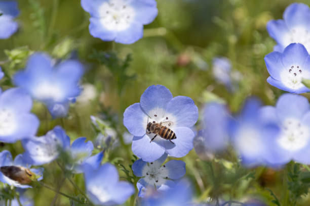 istock Nemophila and bees 1516296255