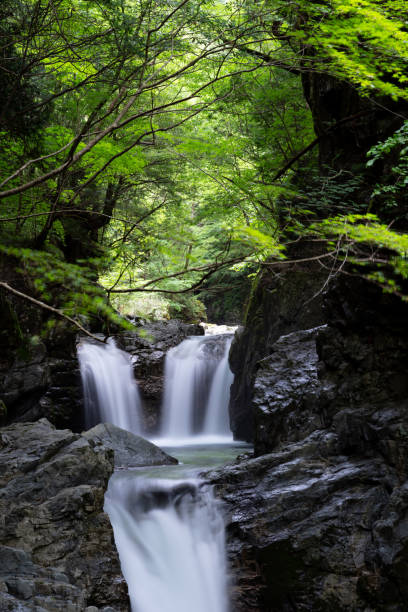 istock Waterfall flowing through fresh green leaves 1516297277