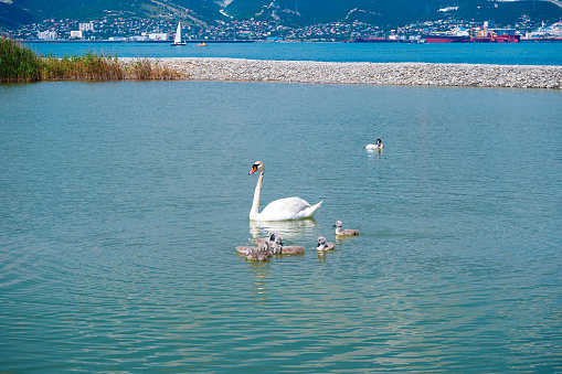 Swan and chicks in the Sudzhuk Lagoon in Novorossiysk in summer