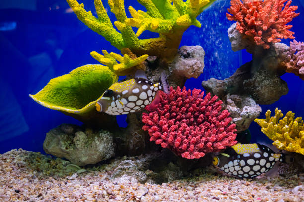 istock Clown Triggerfish with coral reef in the aquarium. 1516309010
