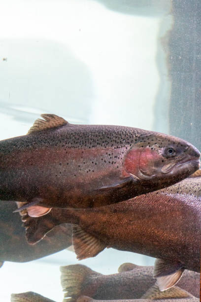 istock Cod fish in aquarium in Kabelvag Lofoten  Norway. 1516319450