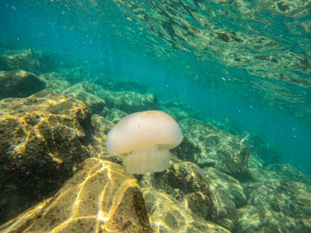 Fustera beach in Benissa Alicante province Spain Rhizostoma pulmo, commonly known as the barrel jellyfish the dustbin-lid jellyfish or the frilly-mouthed jellyfish, is a scyphomedusa in the family Rhizostomatidae Benissa Alicante province Spain benissa stock pictures, royalty-free photos & images