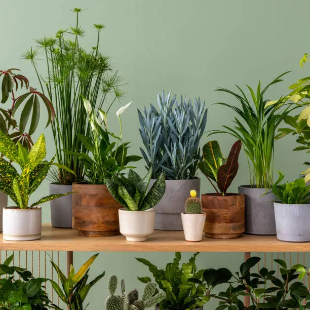 Photo of Creative composition of botanic home interior design with lots of plants in classic designed pots and accessories on the wooden chest of drawers. Green wall. Nature and plants love concepts