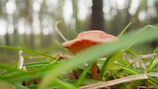 Wind sways mushroom growing among grass on lawn in wood