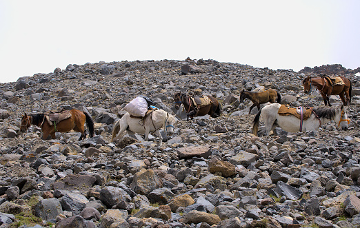 Mules descending on a steep, rocky trail high up in the mountains