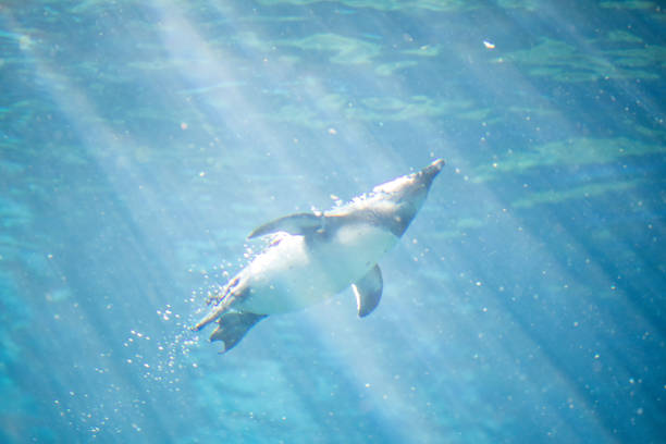 istock African penguin swimming in water against light 1516337280