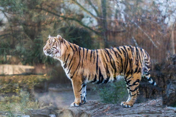 istock View of tiger standing outdoors against trees 1516338315