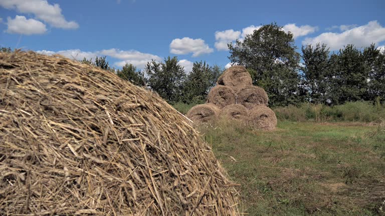 hay or straw collected in bales after the harvest of grain crops
stocks of hay or straw for livestock