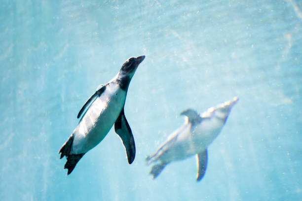 istock Two african penguins swimming in water 1516341097