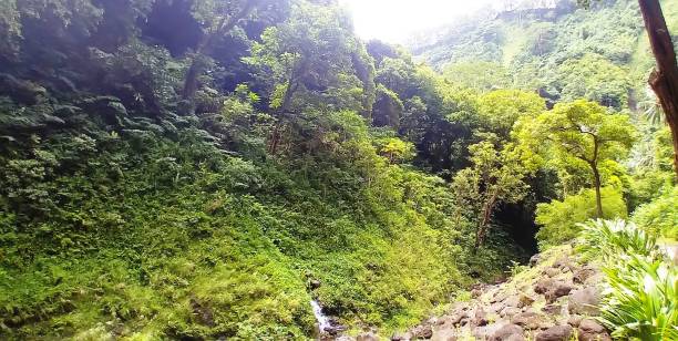istock Valley of Fa'aruma'i river (Tahiti) 1516343260