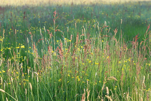 Long grasses and wild flowers in a meadow in summer, in golden evening sunshine