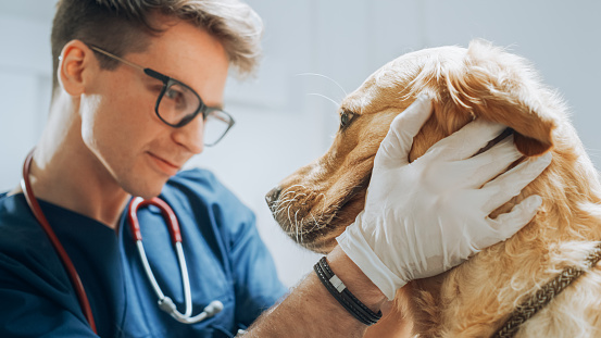 Young Veterinary Clinic Specialist Petting an Obedient Golden Retriever Dog. Healthy Pet on a Check Up Procedure in Modern Pet Help Center with a Professional Caring Veterinarian