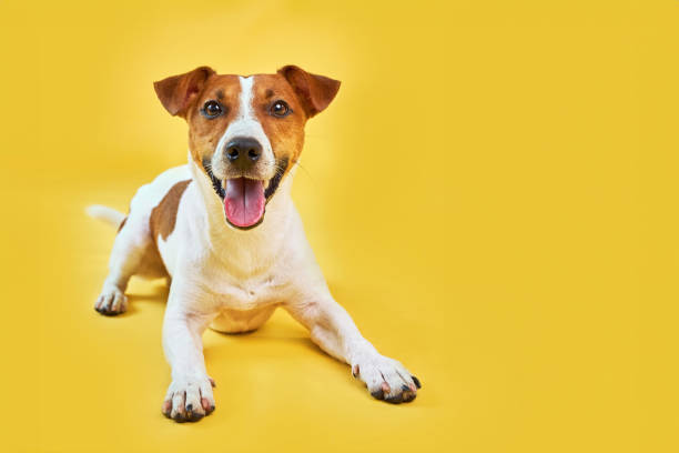 istock Happy dog lying on bright trendy yellow background 1516361095