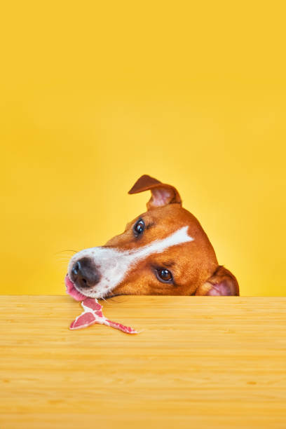 istock Jack Russell terrier dog eat meal from a table. 1516363344
