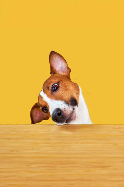 istock Jack Russell terrier dog eat meal from a table. 1516363922