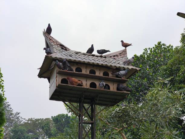 animal - birdhouse animal nest house residential structure stock-fotos und bilder