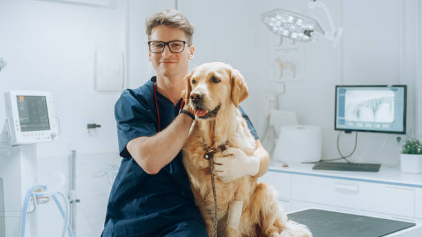 portrait d’un jeune vétérinaire à lunettes caressant un noble animal de compagnie golden retriever en bonne santé dans une clinique vétérinaire moderne. bel homme regardant la caméra et souriant avec le chien. images statiques - pets dog office vet photos et images de collection