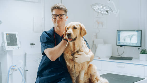 現代の獣医診療所で高貴な健康なゴールデンレトリーバーペットを撫でる眼鏡をかけた若い獣医師のポートレート。カメラを見て犬と一緒に微笑むハンサムな男。静止画 - pets dog office vet ストックフォトと画像