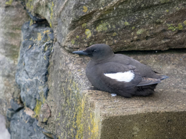 istock Black guillemot, Cepphus grylle 1516367642
