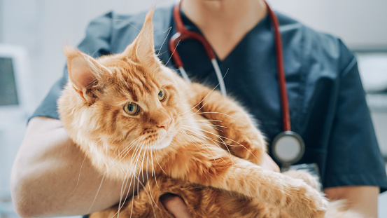 Close Up of a Professional Animal Clinic Specialist with Stethoscope Holding a Red Maine Coon in a Contemporary Medical Veterinary Clinic Facility with Computers and Diagnosis Equipment