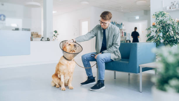 young dog owner sitting in veterinary clinic reception room, petting his golden retriever pet that is wearing a recovery collar. waiting for their veterinarian check up visit - coleira protetora imagens e fotografias de stock