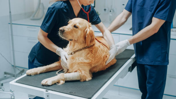 診察台の上で聴診器でペットのゴールデンレトリーバーを検査する女性獣医。犬の飼い主は、毛皮で覆われた友人を現代の獣医クリニックに連れて行き、健康診断の訪問をします - pets dog office vet ストックフォトと画像