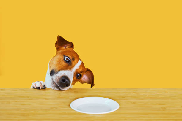 istock Jack Russell terrier dog eat meal from a table. 1516371039